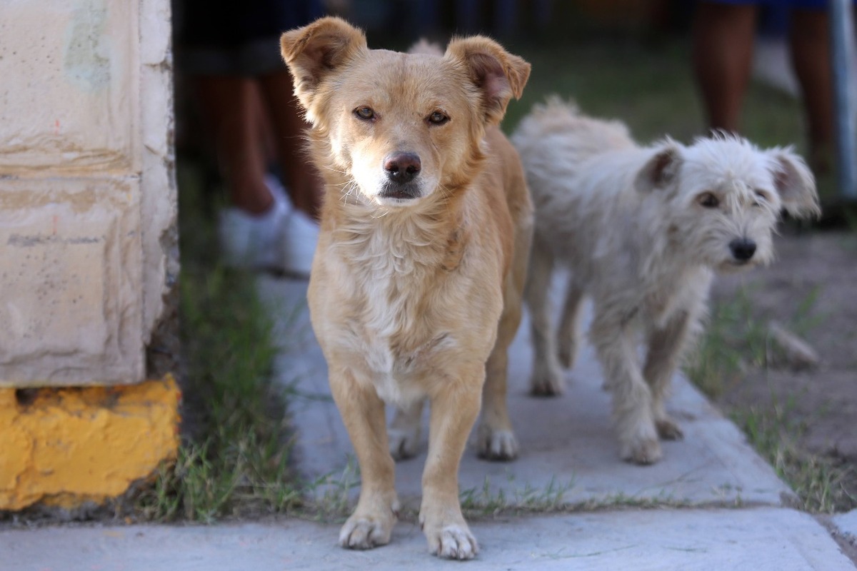 Además seguirán protocolos para la captura de perros callejeros, atendiendo las peticiones de protectores de animales. (Rolando Riestra)
