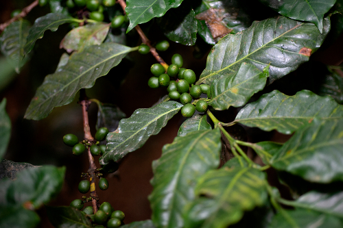 Con su pequeña finca agroecológica “Biodoni”, ha demostrado que en el Estado de México la producción del café también es una opción. | Mario Benítez