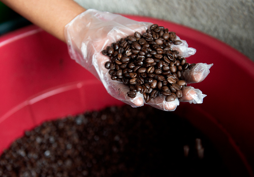 Con su pequeña finca agroecológica “Biodoni”, ha demostrado que en el Estado de México la producción del café también es una opción. | Mario Benítez