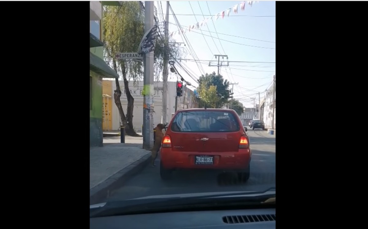 Denuncian en redes abandono de perrito | Especial