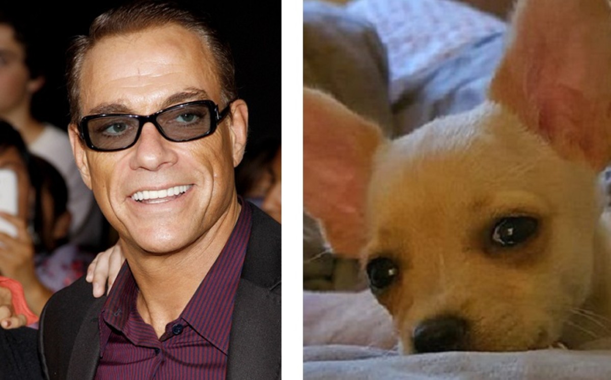 El actor se pronunció en redes sociales para salvar a Raya, una perrita de raza chihuahua. (Especial)