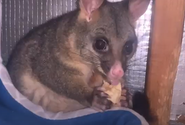 Una mujer encuentra una zarigüeya viviendo en su garaje y termina adoptándola como mascota. (DPA)