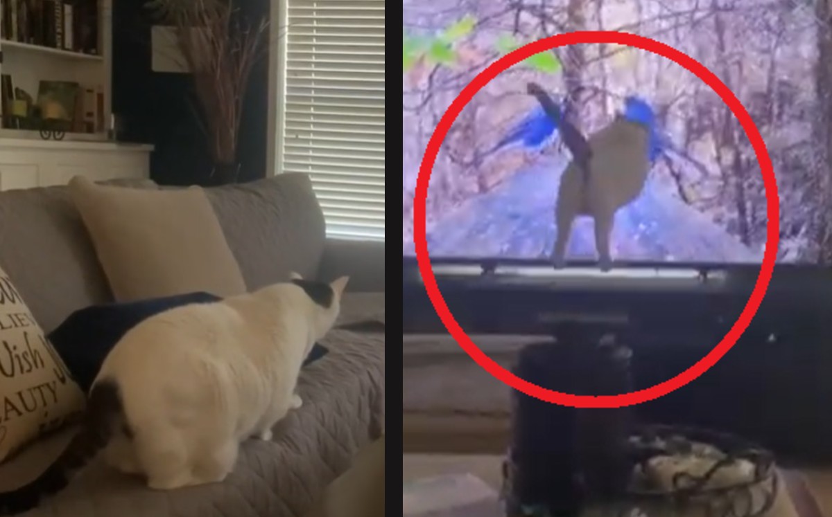 Este gato se estampa contra la pantalla de la televisión al ver un par de pájaros. (DPA)