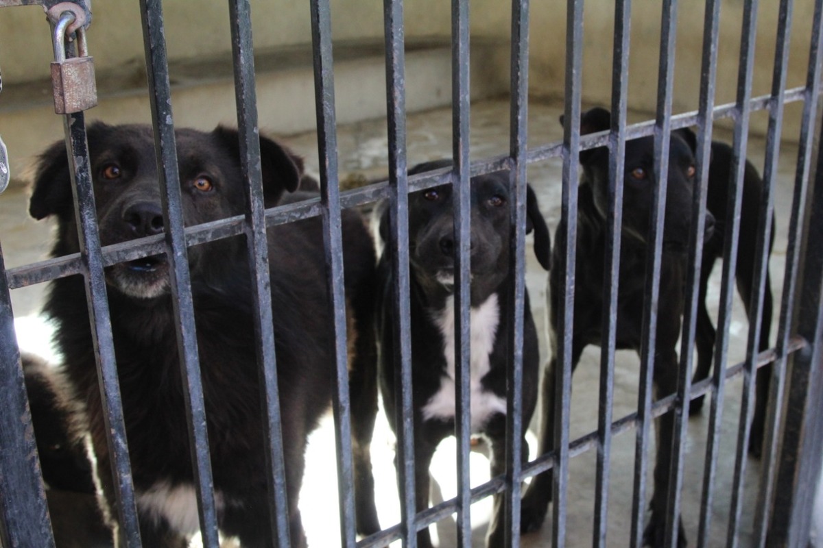 Perros en adopción en el Centro Metropolitano de La Calera. (Cortesía)
