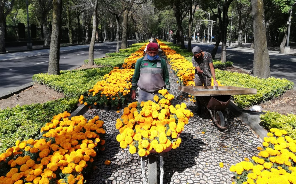 Trabajadores del gobierno de la Ciudad adornan con flores de cempasúchil el camellón central de Paseo de la Reforma. (Javier Ríos)