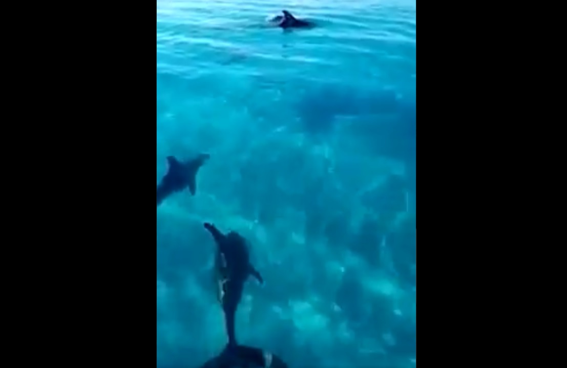 Con el hastag #UnPedacitodeQuintanaRoo, Carlos Joaquín agradeció "la dicha de vivir en este paraíso. (Captura de pantalla)