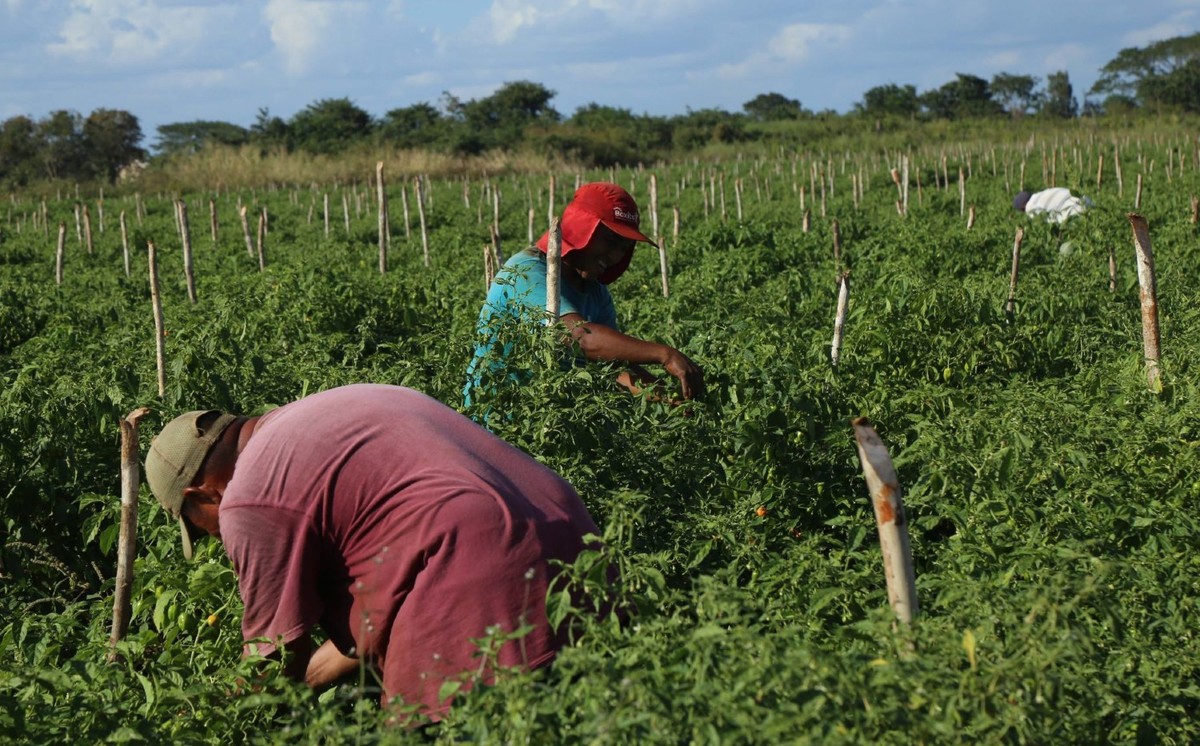Muchos de los jornaleros han tenido que migrar a otros campos agrícolas. (Cuartoscuro)