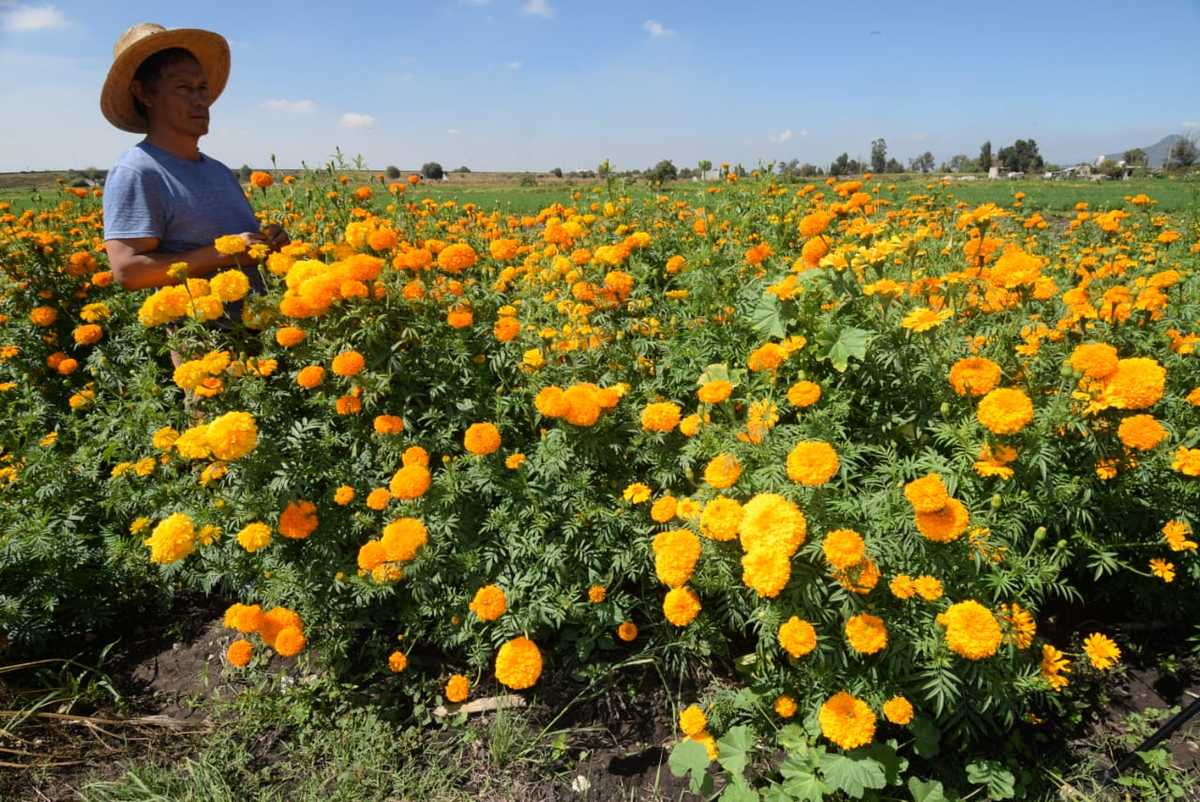 Productor de flor de temporada en Doxey, Tlaxcoapan. (Francisco Villeda)