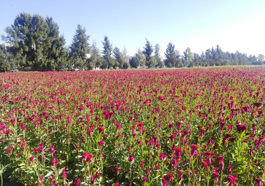 Rancho Las Flores en Durango. (Juan  Carlos Lozano)