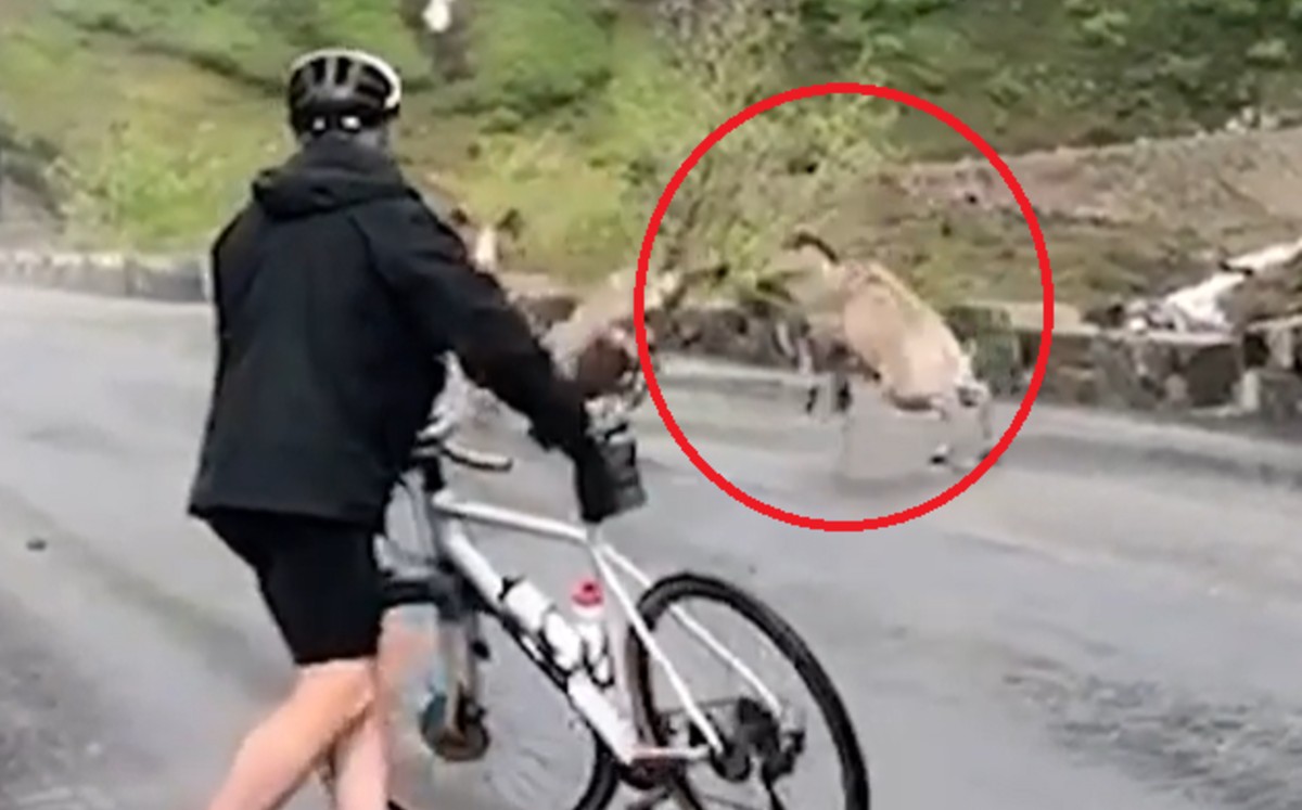 Un grupo de ciclistas se encuentra con una pelea entre enormes ovejas de 143 kilos. (DPA)