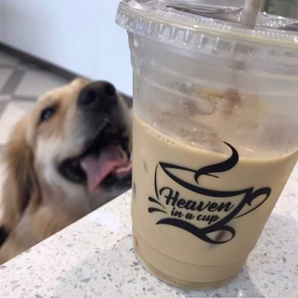 ‘Heaven in a Cup’ cafeteria pet friendly. Foto: Especial
