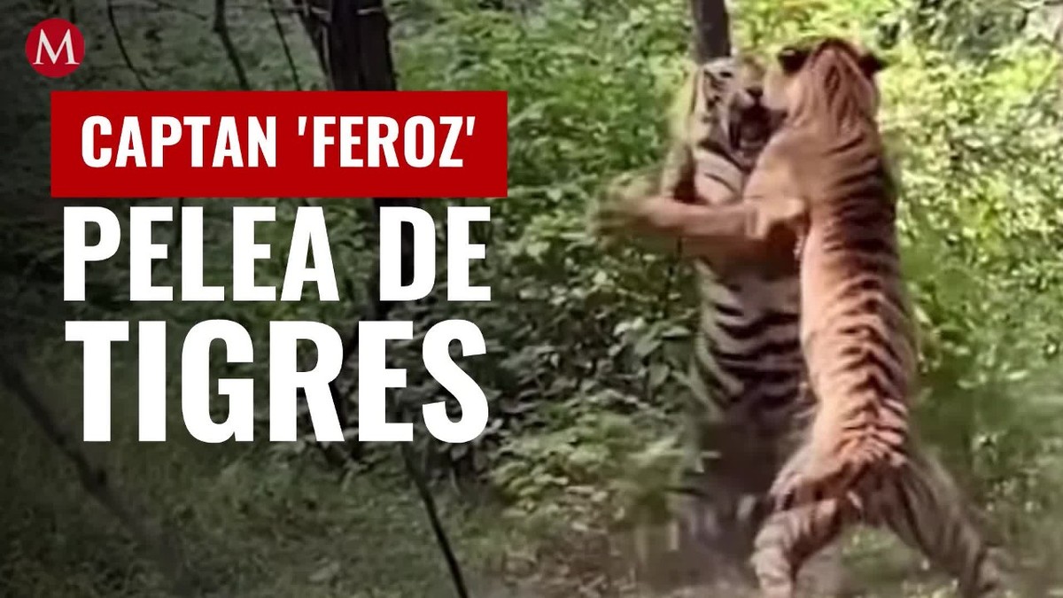 Captan 'feroz' pelea de tigres; así lucharon frente a aficionados de fotografía