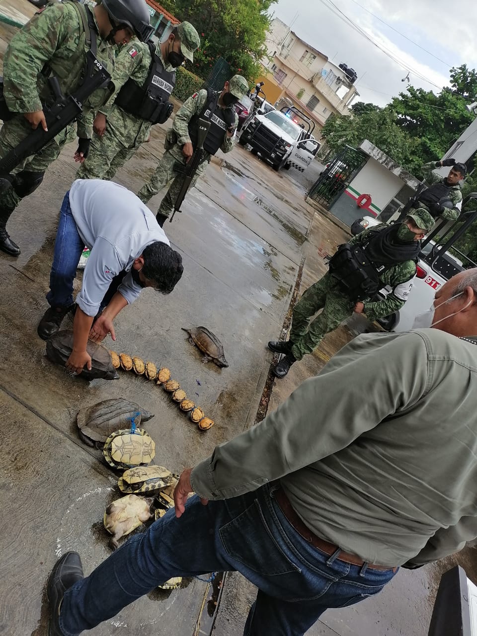 Algunas de la tortugas tenían anzuelos en la tráquea. (Manuel López)