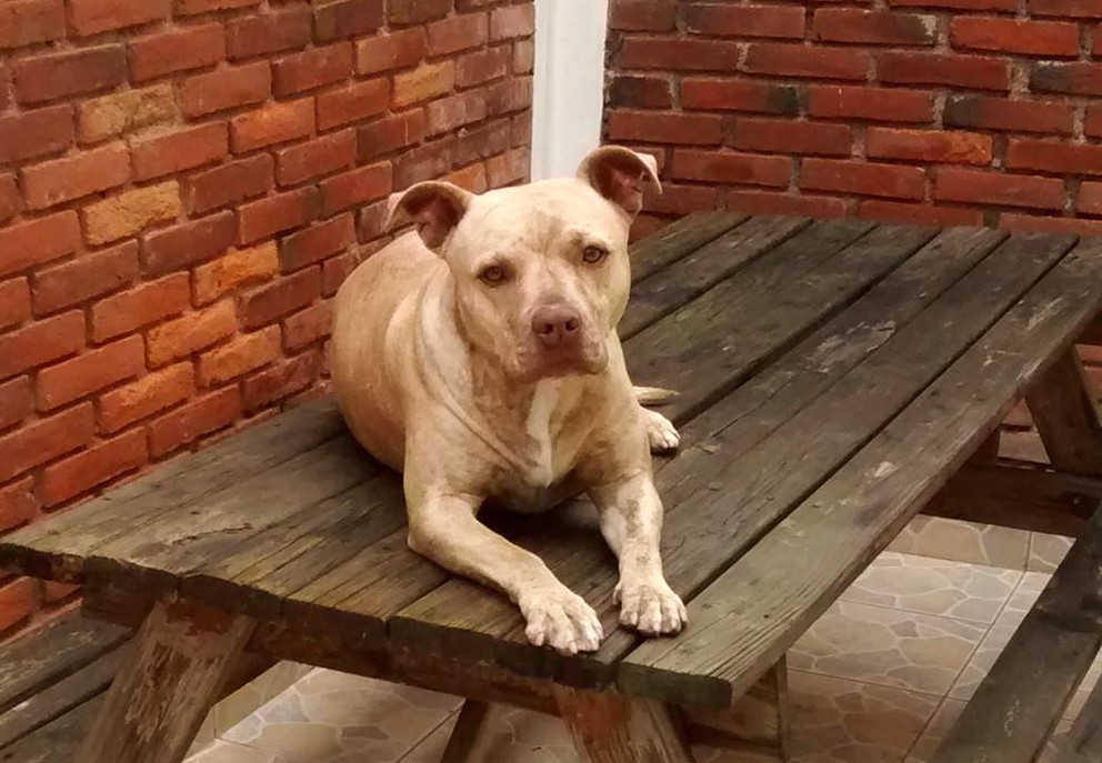 señalaron que en algún momento lograrán impedir la venta de animales en la vía pública e incluso en establecimientos comerciales fijos