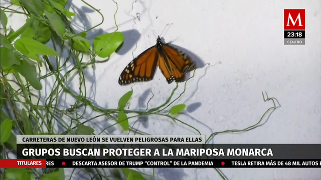 Carreteras, mortales para mariposa monarca; atropellan a 127 mil en NL