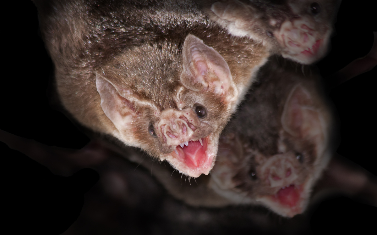 Murciélagos Vampiro (Shutterstock).