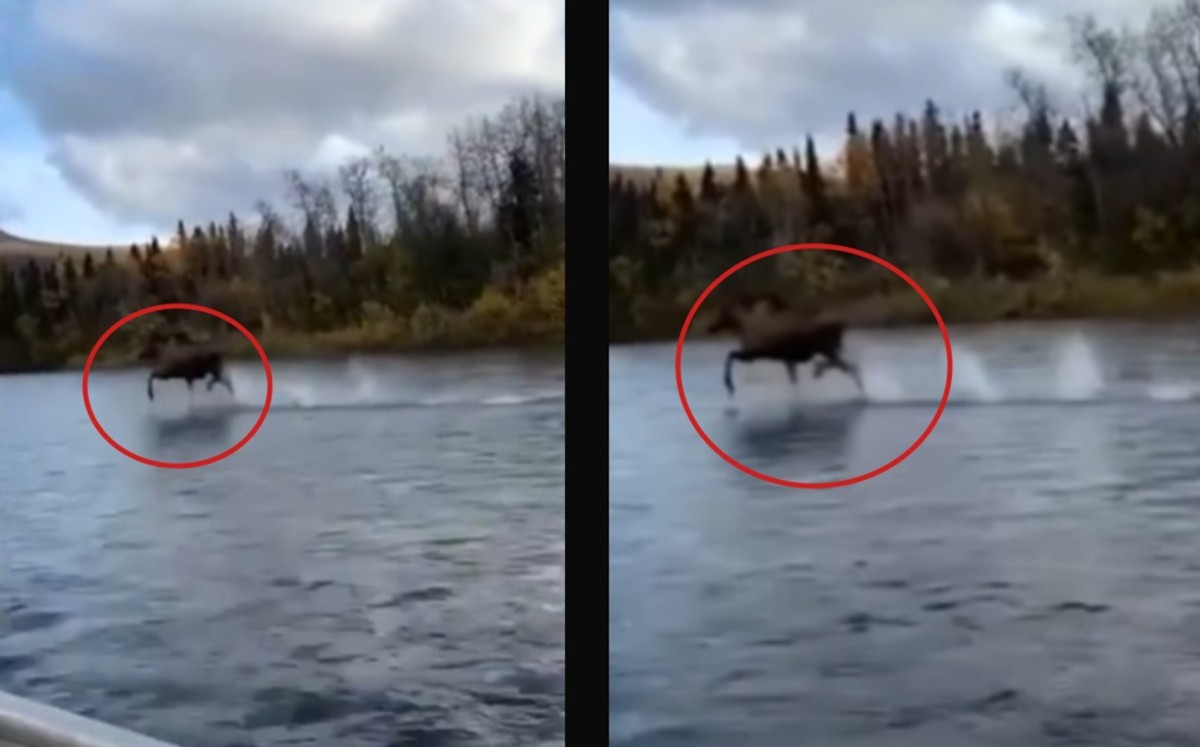 Captan a un alce 'caminando' sobre las aguas de un río en Alaska