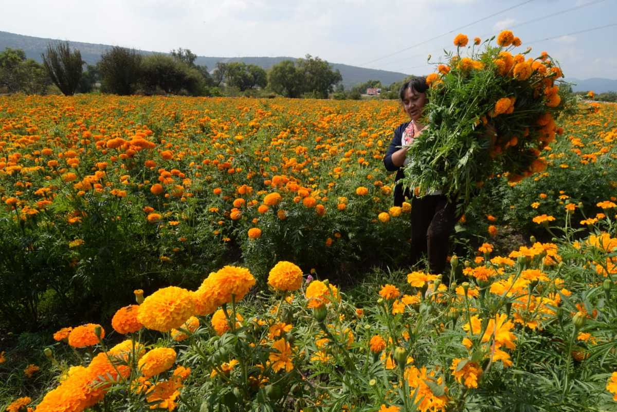 Floricultores padecen la falta de venta de flor de cempasúchil debido a la pandemia de covid-19. (Francisco Villeda)