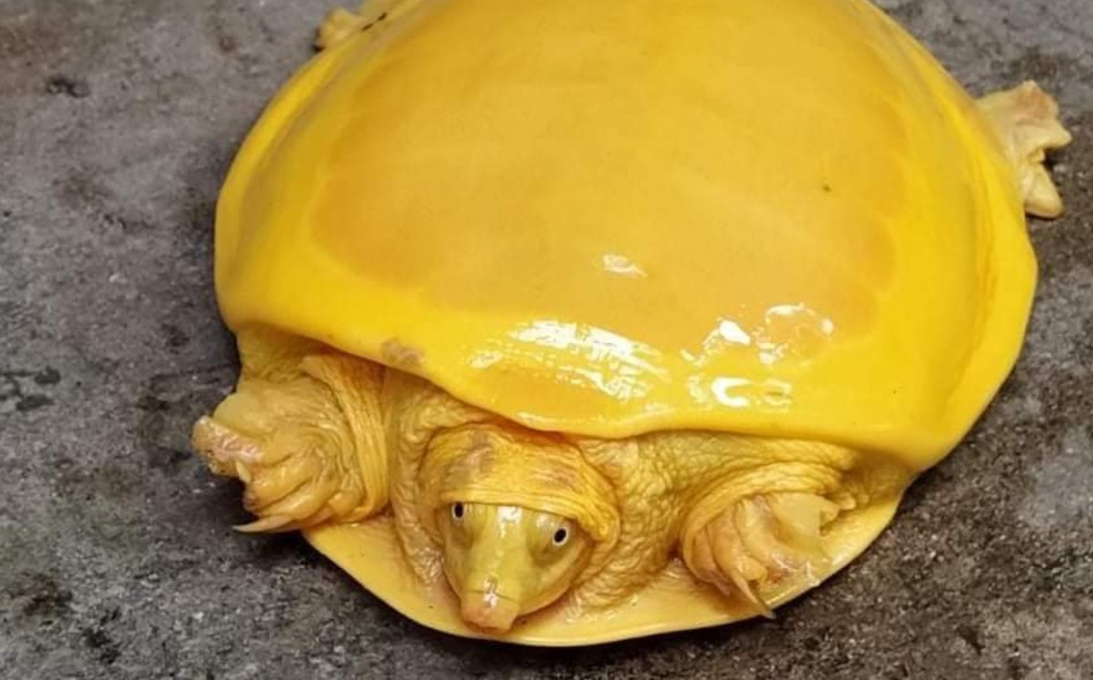¡Tortuga extraña! Hallan una tortuga amarilla en la India. (Twitter)