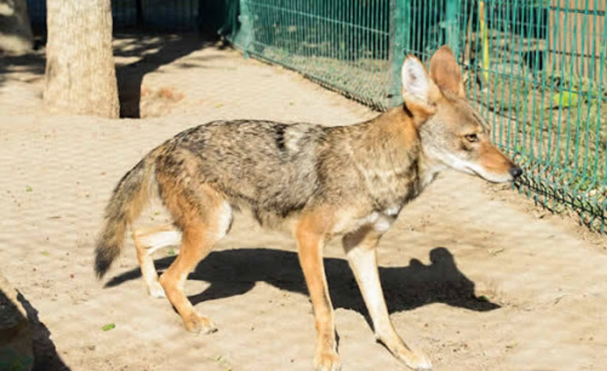 Coyote en la laguna del Carpintero