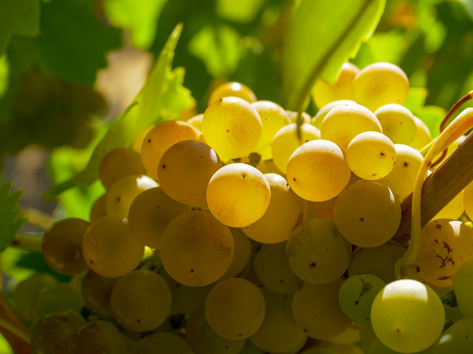La D.O. de la Ribera del Duero busca preservar esta uva que estaba por desaparecer. Cortesía