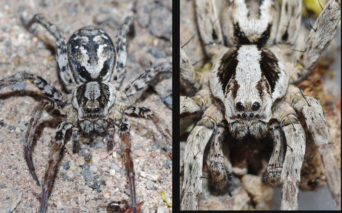 Hallan araña zorro; se creía extinta. (Facebook)