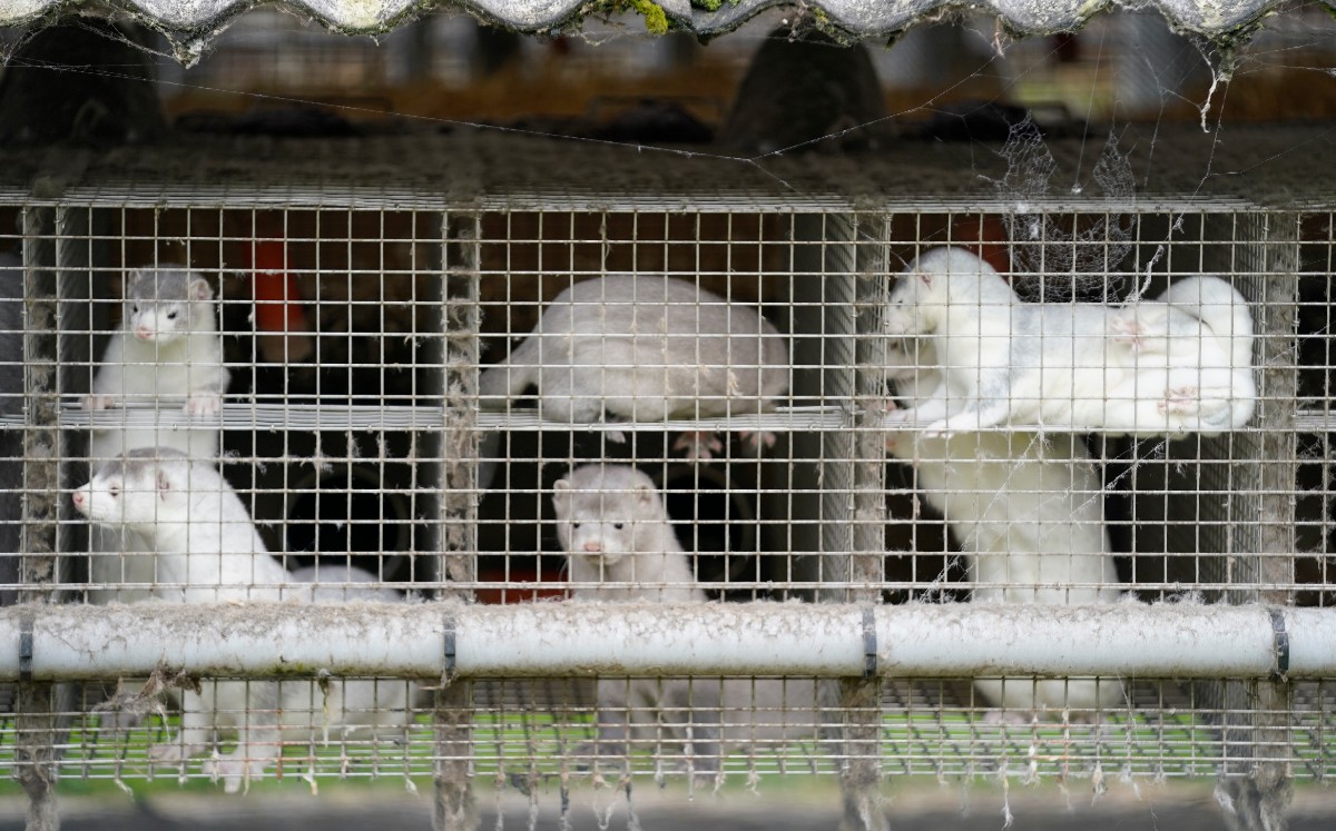 Los animales serán sacrificados para evitar riesgos sanitarios. (AFP)