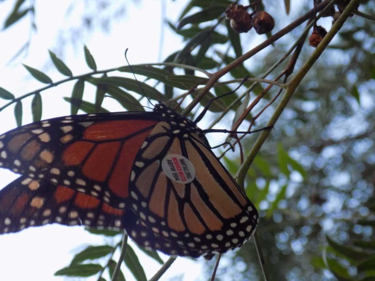 Mariposa monarca, etiquetada en Iowa, llega a los santuarios de la Reserva de la Biosfera Mariposa Monarca | Fanny Miranda