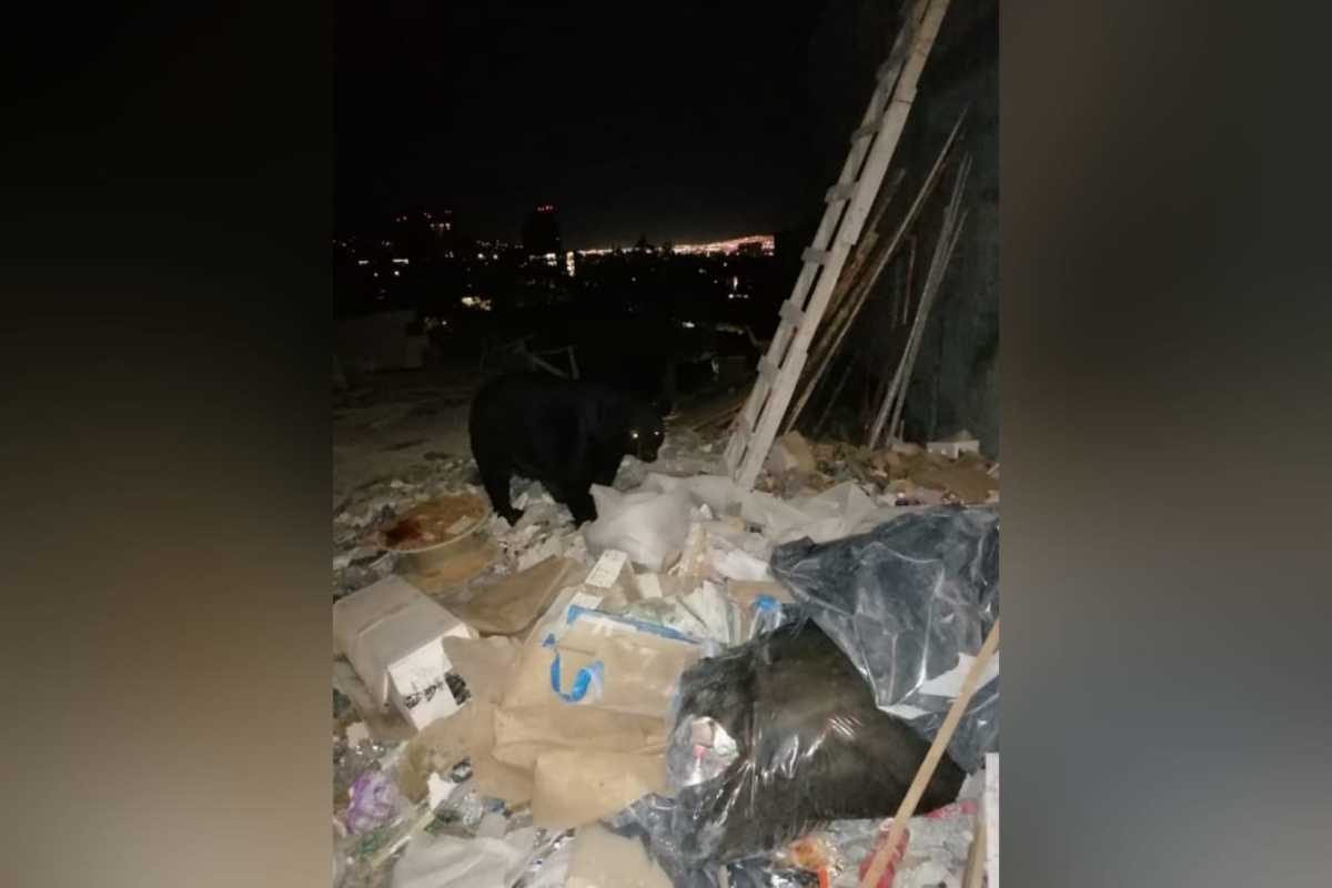 Captan a oso buscando comida entre la basura en San Pedro. Foto: Especial.