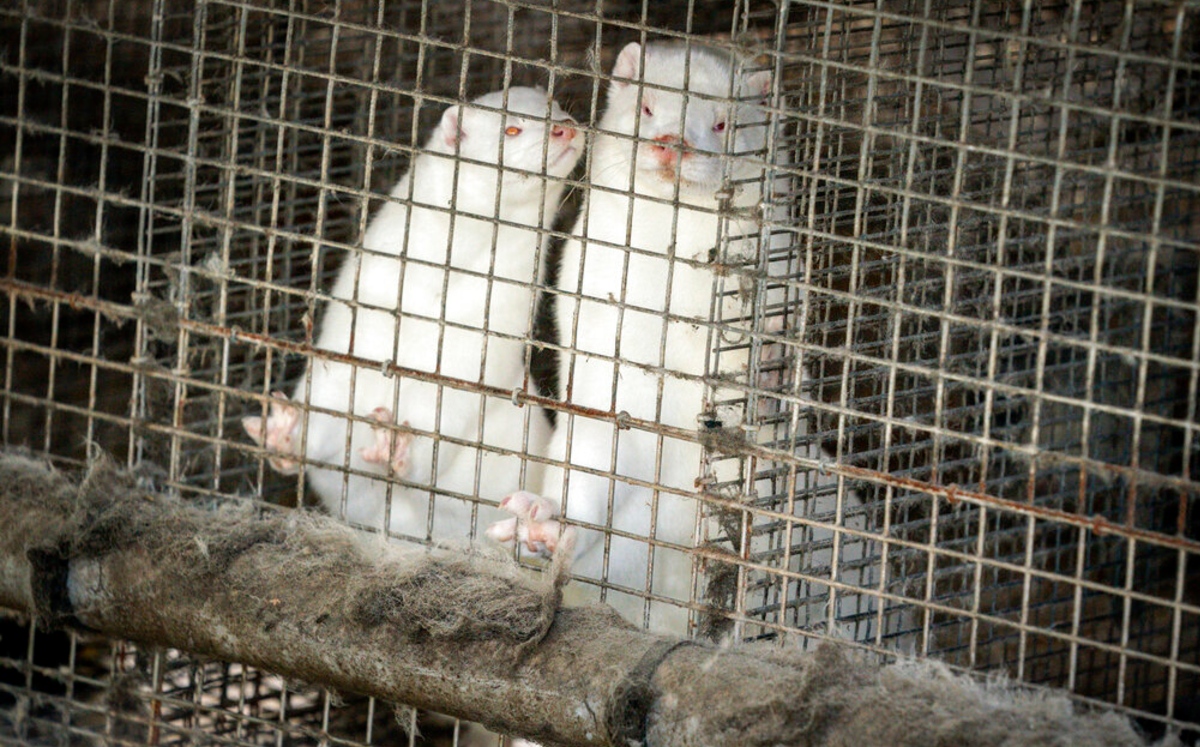 Dinamarca posee una de los criaderos más grandes de visones en el mundo. (AP)