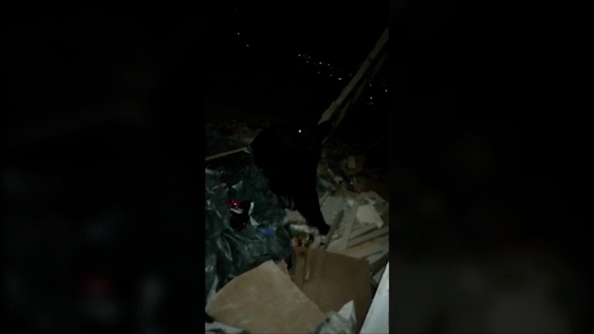 Graban a oso buscando comida entre la basura en San Pedro, NL