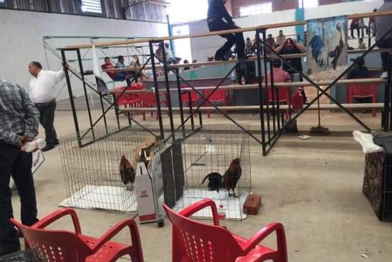 Clausura de un palenque de gallos.(Apolonia Amayo)
