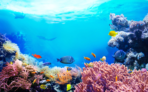 Descubren un nuevo arrecife de coral en Australia, el primero en 120 años. (shutterstock)
