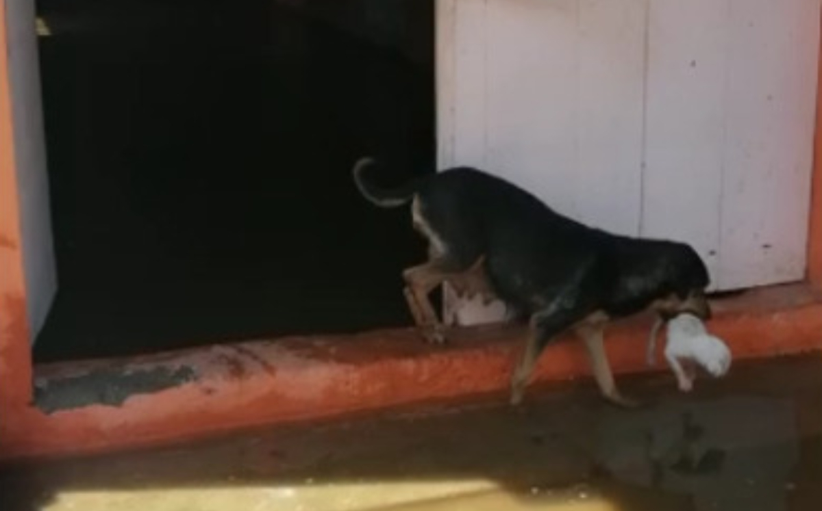 Perrita salva a sus cachorritos de inundación en Tabasco