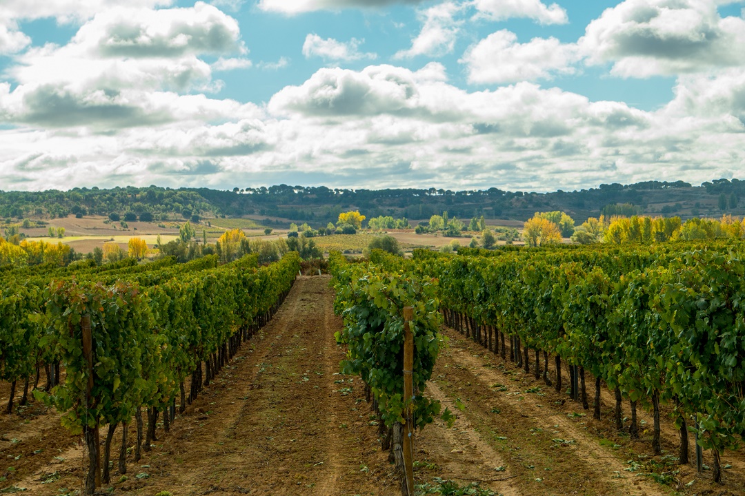 La D.O. de Ribera del Duero supo adaptarse a los retos que planteó el Covid-19 y la temporada de lluvias. (Cortesía)