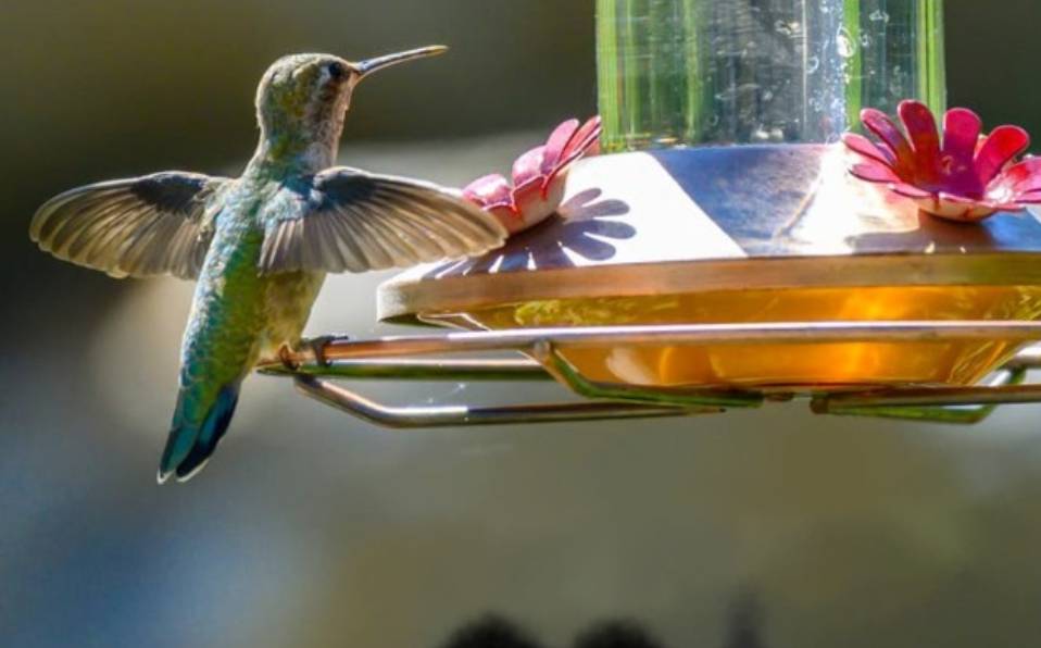 Los colibríes son considerados símbolo de los donadores de órganos en Guanajuato. Especial.