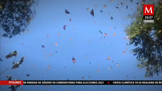 La magnificencia de la mariposa Monarca