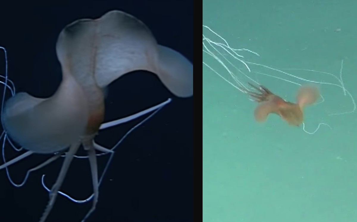 Cinco calamares gigantes observados en aguas profundas de Australia. (Especial)