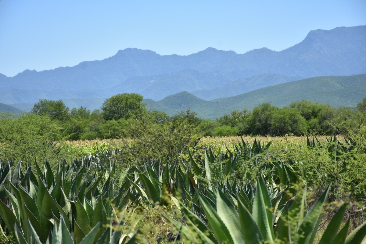 Mezcal en  Jimenez,  Tamaulipas