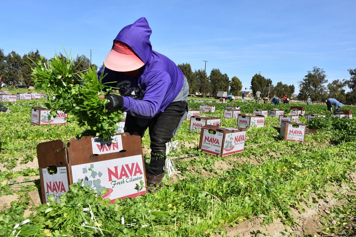 Trabajadora agrícola en Oxnard, California. Foto: EFE/Iván Mejía
