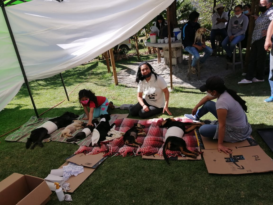 Campaña de esterilización canina a bajo costo en Huasca de Ocampo. (Cortesía)