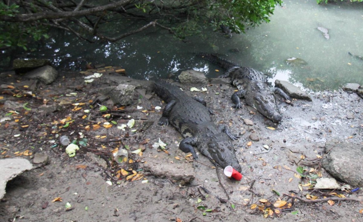 Cocodrilos viven entre basura y acoso de las personas (Foto/Jazmín Sánchez)