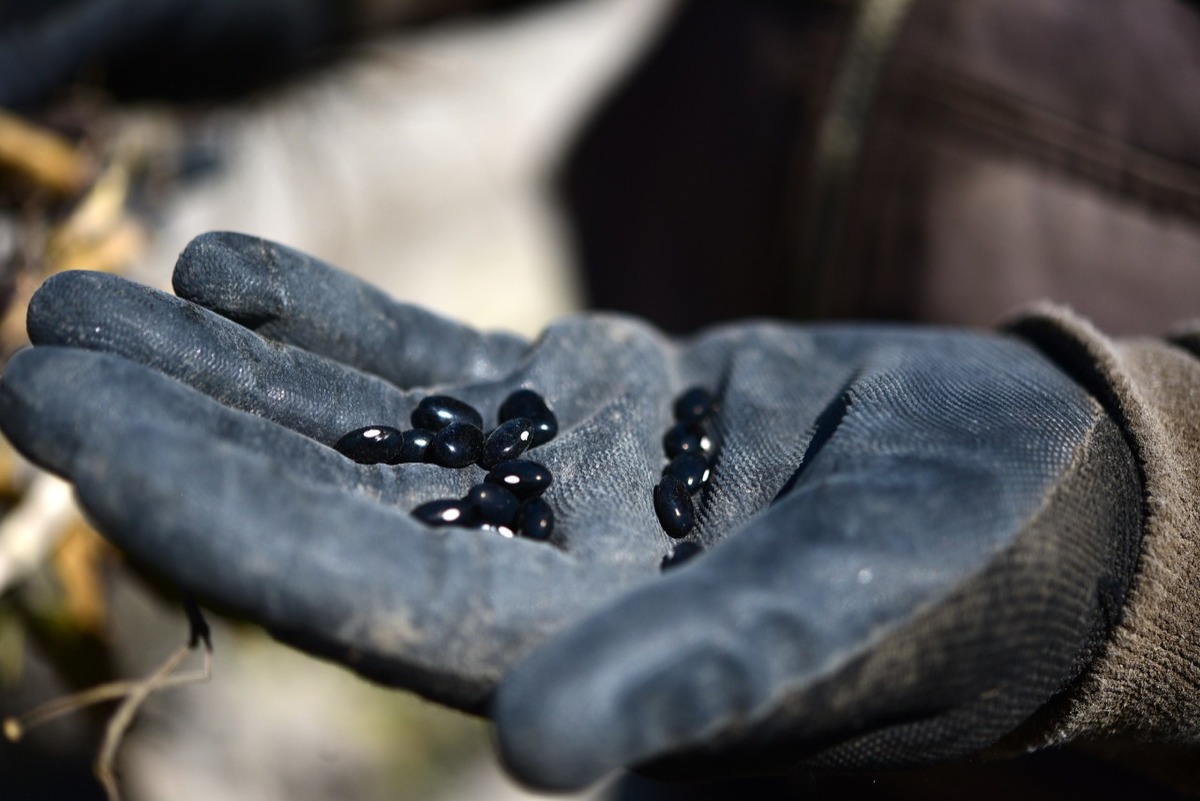 Producción de frijoles (Especial)