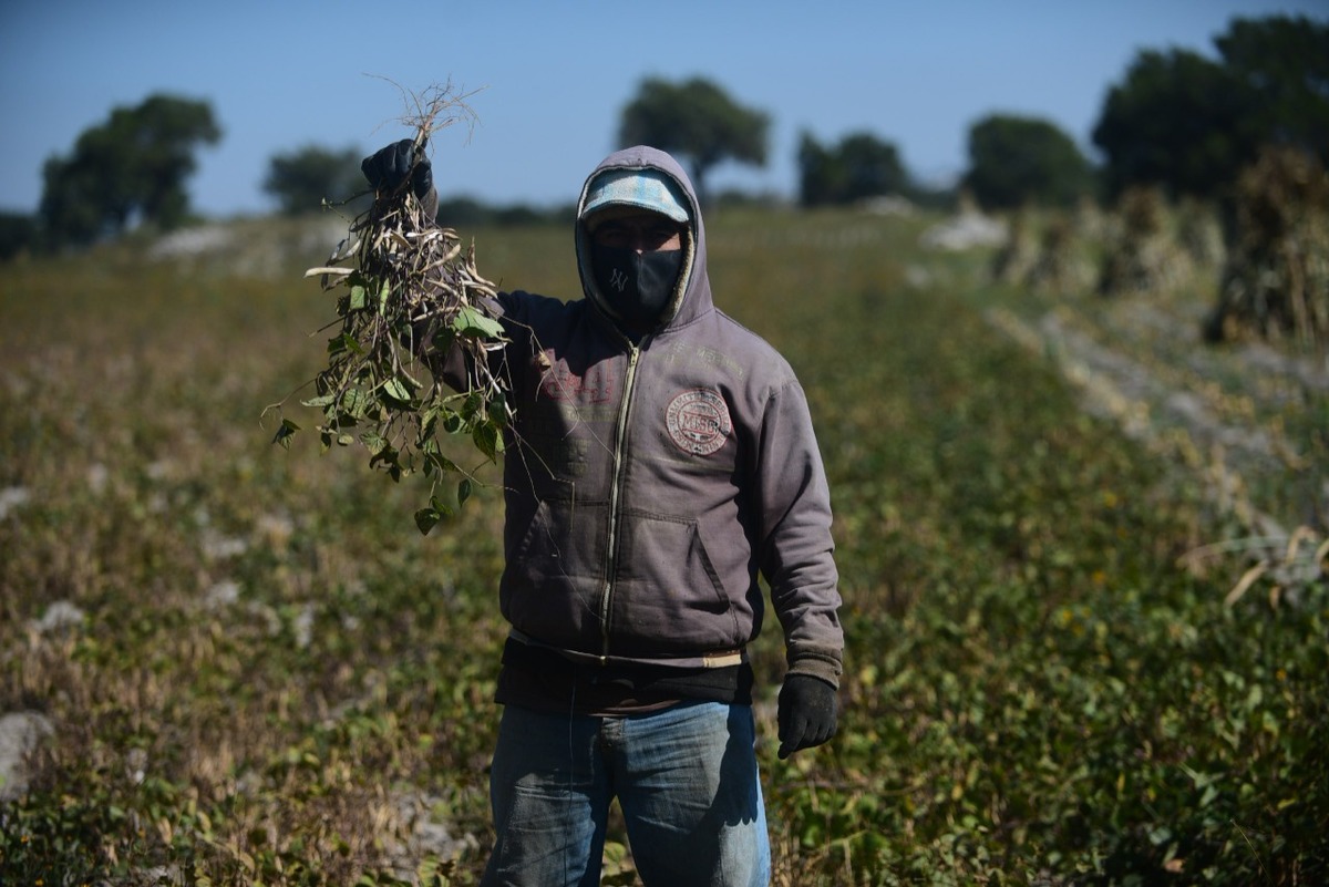 Se estima que la producción de frijol aumente hasta 500 kilos por hectárea. (Especial)