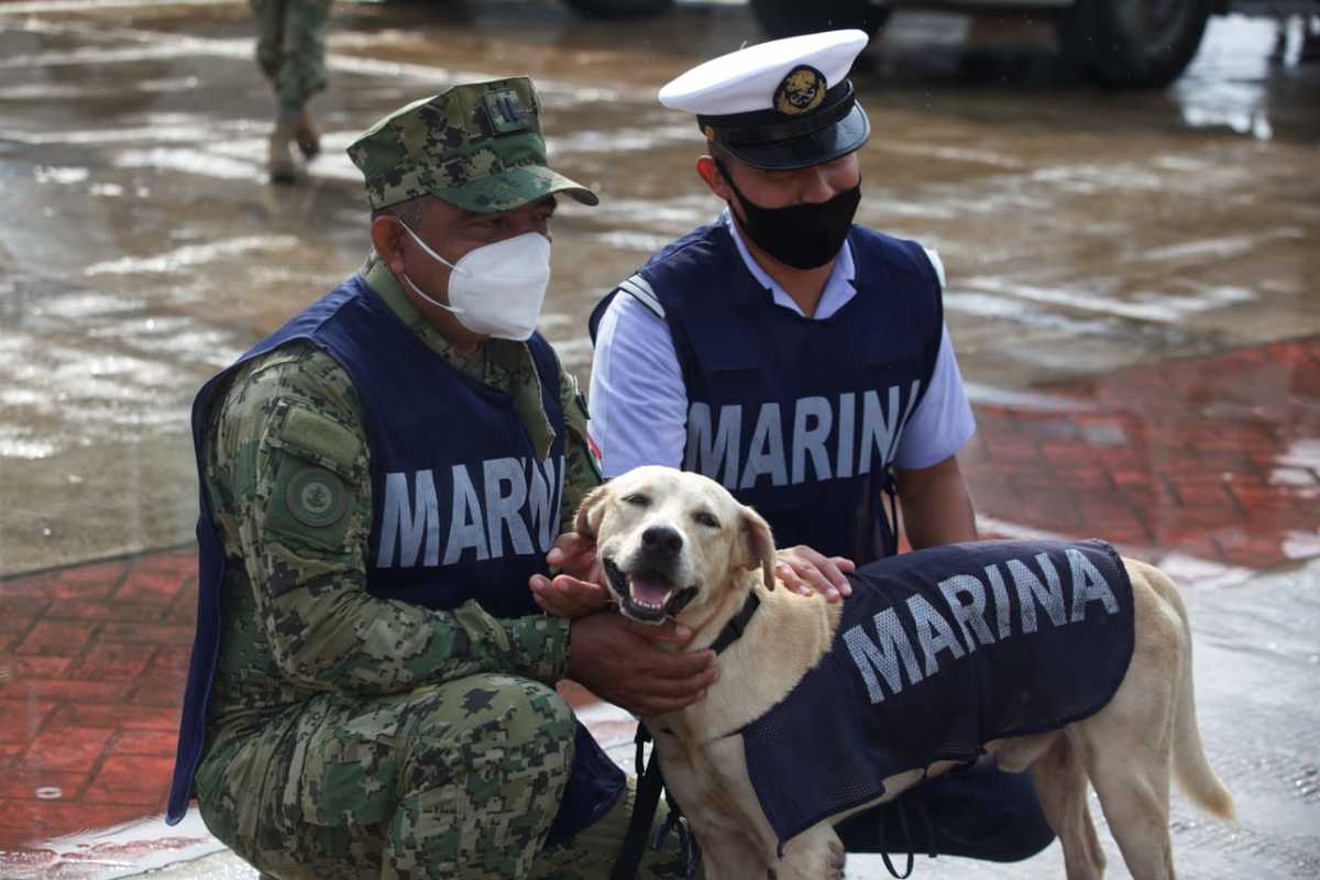 El 14 de noviembre, elementos de la Semar rescataron a un perro de las inundaciones en Tabasco. | Omar Franco