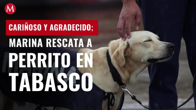 Cariñoso y agradecido; perrito rescatado de inundaciones en Tabasco se une a la Marina