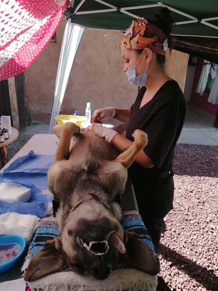 Esterilización canina en Huasca. (Cortesía)