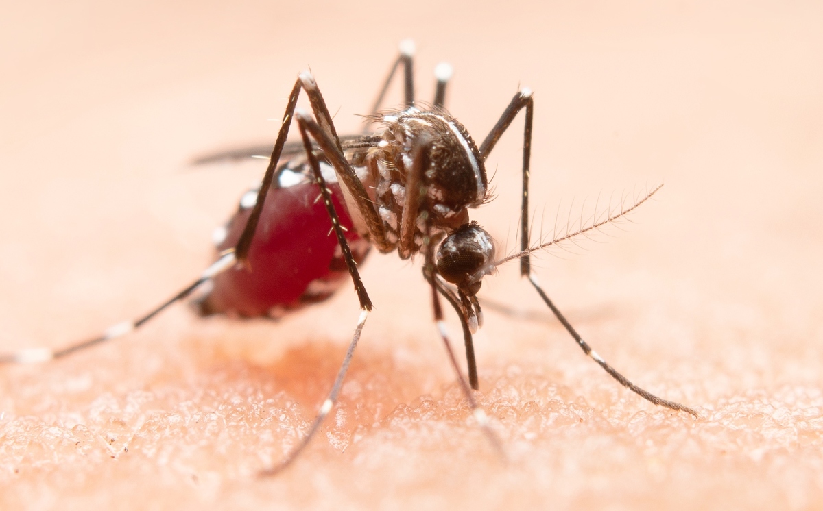 Los mosquitos son uno de los insectos que transportan mayor número de enfermedades.(Freepik)