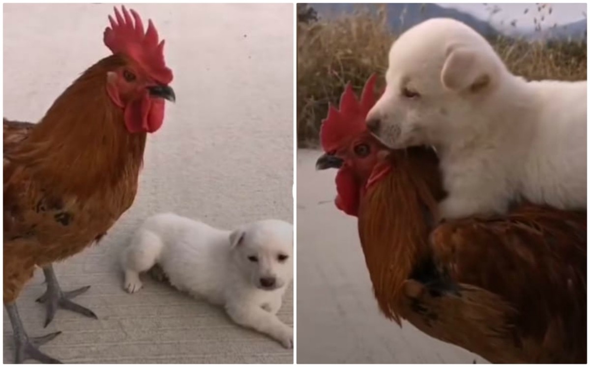 Perrito monta a su amigo gallo como si fuera un caballo
