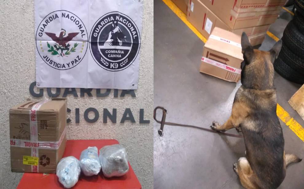 Canino detecta droga en cajas de paquetería en León